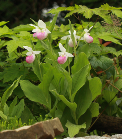 Obuwik królewski - Cypripedium reginae