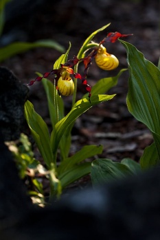 Obuwik drobnokwiatowy - Cypripedium parviflorum. 2