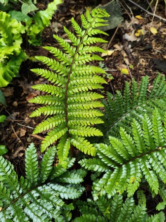 Paprotnik japoński - Polystichum polyblepharum. 1