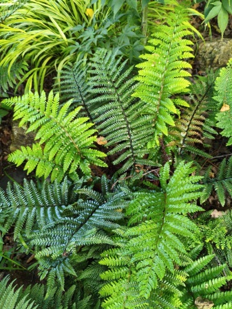 Paprotnik japoński - Polystichum polyblepharum. 2