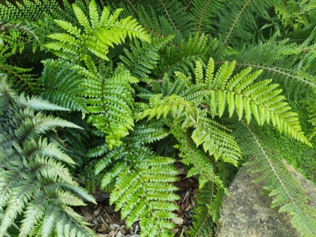 Paprotnik japoński - Polystichum polyblepharum. 3