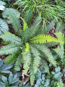 Paprotnik zbrojny - Polystichum munitum . 1