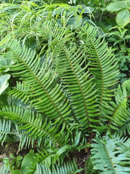 Paprotnik zbrojny - Polystichum munitum. 2
