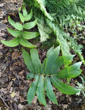 Nerecznica Siebolda - Dryopteris sieboldii. 3
