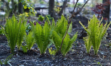 Pióropusznik strusi - Matteuccia struthiopteris. 2
