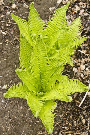 Pióropusznik strusi - Matteuccia struthiopteris