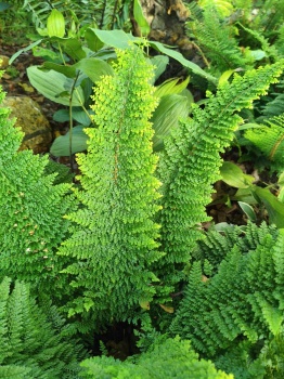 Paprotnik szczecinkozębny 'Plumosum Densum' - Polystichum setiferum 'Plumosum Densum'. 1