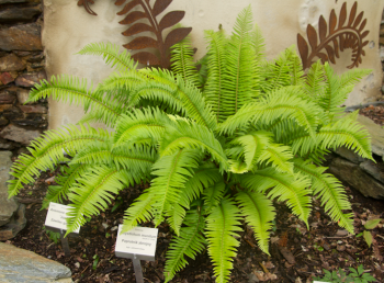 Paprotnik zbrojny - Polystichum munitum. 3