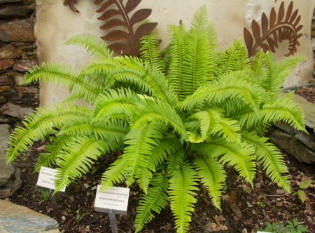 Paprotnik zbrojny - Polystichum munitum. 3