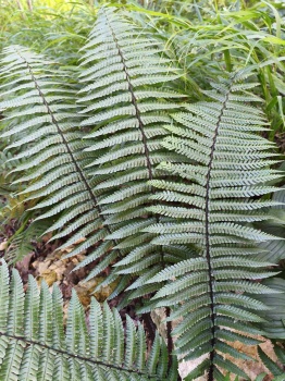 Nerecznica Wallicha - Dryopteris wallichiana. 2