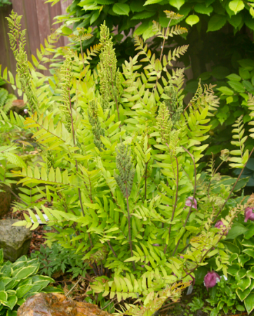 Długosz królewski - Osmunda regalis. 1