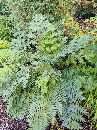 Długosz królewski - Osmunda regalis. 2