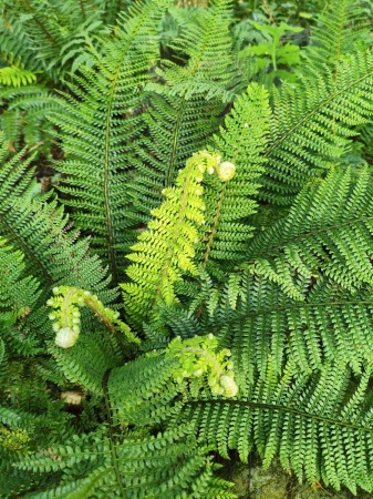 Paprotnik szczecinkozębny 'Herrenhausen' - Polystichum setiferum 'Herrenhausen'. 2