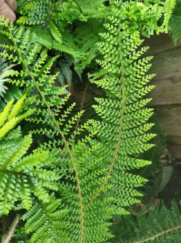 Paprotnik szczecinkozębny 'Proliferum' - Polystichum setiferum 'Proliferum' . 1