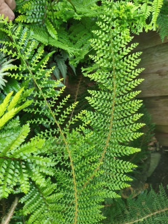 Paprotnik szczecinkozębny 'Proliferum' - Polystichum setiferum 'Proliferum' . 1
