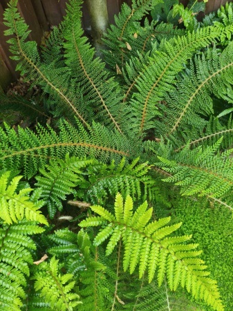 Paprotnik szczecinkozębny 'Proliferum' - Polystichum setiferum 'Proliferum'. 2