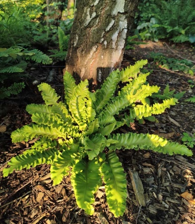Języcznik zwyczajny 'Undulata' - Asplenium scolopendrium 'Undulata'.