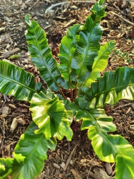 Języcznik zwyczajny 'Undulata' - Asplenium scolopendrium 'Undulata'