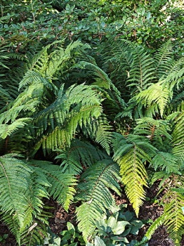 Paprotnik szczecinkozębny - Polystichum setiferum. 2