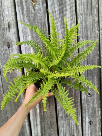 Wietlica samicza  'Victoriae'  - Athyrium filix-femina 'Victoriae'