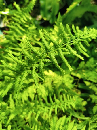 Wietlica samicza  'Victoriae'  - Athyrium filix-femina 'Victoriae'. 2