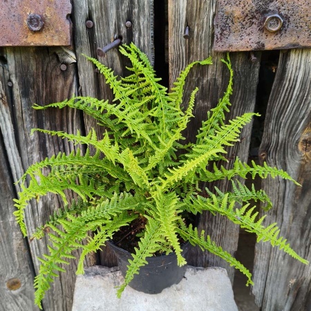 Wietlica samicza  'Victoriae'  - Athyrium filix-femina 'Victoriae'. 3