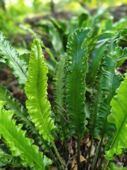 Języcznik zwyczajny - Asplenium scolopendrium 'Angustifolia'