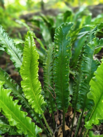 Języcznik zwyczajny - Asplenium scolopendrium 'Angustifolia'