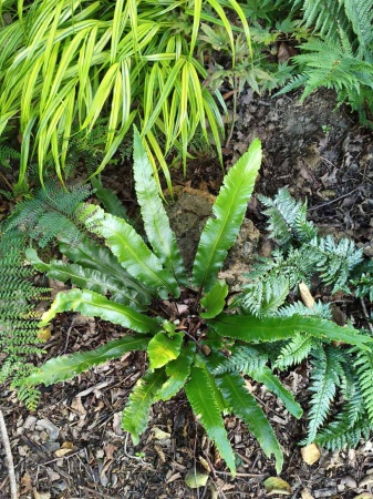 Języcznik zwyczajny - Asplenium scolopendrium 'Angustifolia'