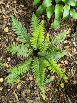 Paprotnik szczecinkozębny - Polystichum setiferum. 3