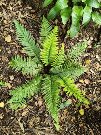 Paprotnik szczecinkozębny - Polystichum setiferum. 3