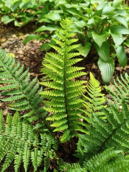 Paprotnik szczecinkozębny - Polystichum setiferum. 1