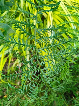 Nerecznica samcza 'Linearis Polydactila' - Dryopteris filix-mas 'Linearis Polydactila'