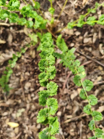 Wietlica samicza 'Frizelliae' - Athyrium filix femina 'Frizelliae'. 1