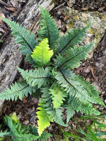 Paprotnik szczecinkozębny 'Congestum' - Polystichum setiferum 'Congestum'. 1