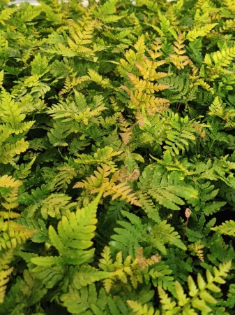Nerecznica czerwonozawijkowa - Dryopteris erythrosora. 1