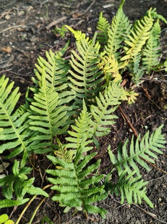 Paprotka zwyczajna - Polypodium vulgare. 1
