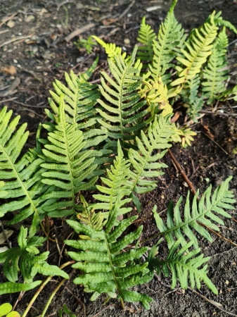 Paprotka zwyczajna - Polypodium vulgare
