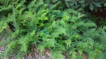 Paprotka zwyczajna - Polypodium vulgare
