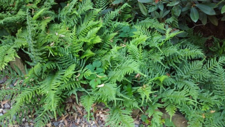 Paprotka zwyczajna - Polypodium vulgare. 2