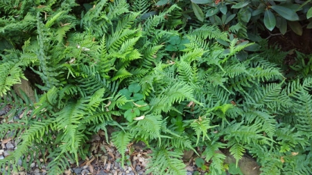 Paprotka zwyczajna - Polypodium vulgare