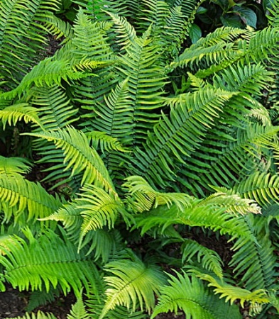 Nerecznica atrata - Dryopteris atrata. 1