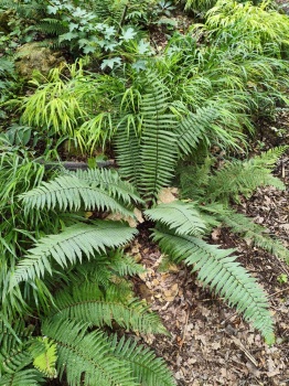 Nerecznica Wallicha - Dryopteris wallichiana. 1