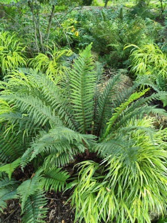 Paprotnik szczecinkozębny 'Dahlem'  - Polystichum setiferum 'Dahlem'. 1