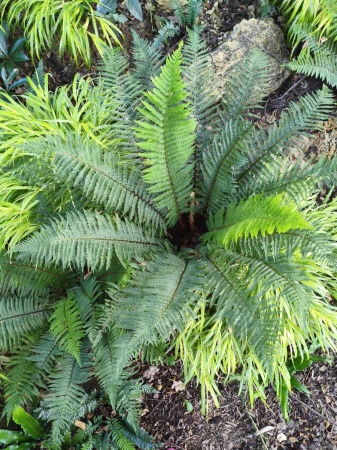 Paprotnik szczecinkozębny 'Dahlem'  - Polystichum setiferum 'Dahlem'. 2