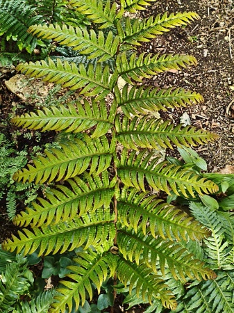 Wudwardia jednopąkowa - Woodwardia unigemmata