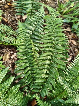Nerecznica mocna 'Pinderi' - Dryopteris affinis 'Pinderi'. 1
