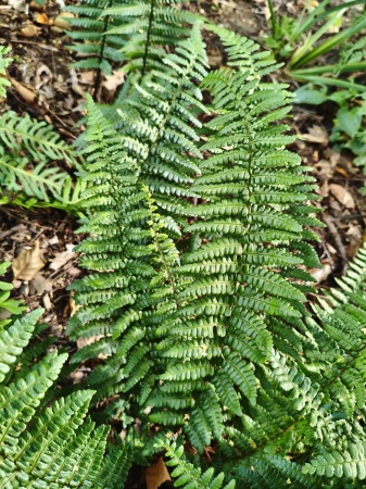 Nerecznica mocna 'Pinderi' - Dryopteris affinis 'Pinderi'. 1