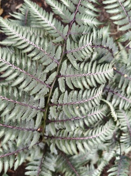 Wietlica japońska 'Red Beauty' - Athyrium niponicum 'Red Beauty'. 1