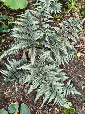 Wietlica japońska 'Red Beauty' - Athyrium niponicum 'Red Beauty'. 2